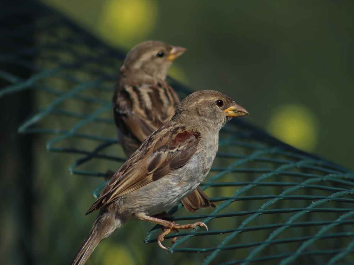二羽の雀 / Two&nbsp;Sparrows