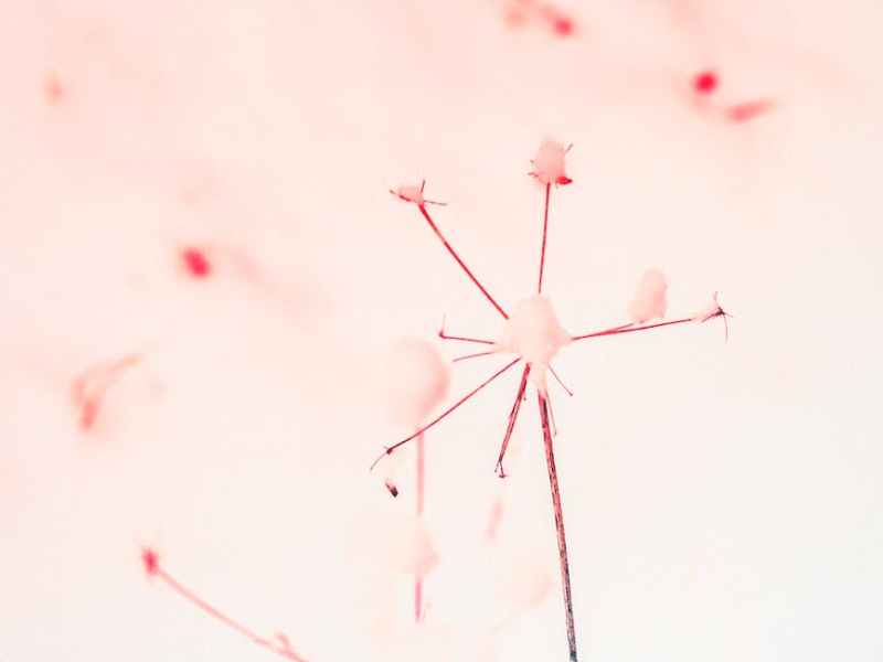 金田朱里姉妹の証し / Juri Kanada’s&nbsp;Testimony